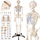 Human Skeleton & Bone Models
