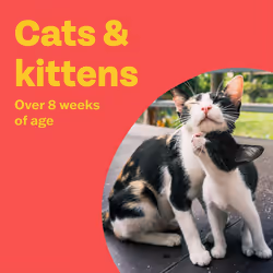 Bob Martin Clear Spot On Flea Treatment for Cats & Kittens