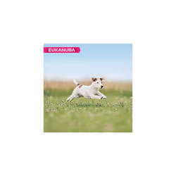 Eukanuba Puppy Dog Food for Small Dogs Rich in Fresh Chicken for the Optimal Body Condition of Your Dog, 3 kg