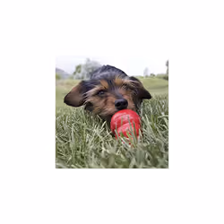 KONG - Easy Treat - Dog Treat Paste - 8 ounce - Peanut Butter