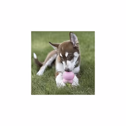 KONG - Easy Treat - Dog Treat Paste - 8 ounce - Puppy Recipe