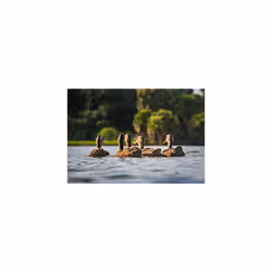 Charnwood Marine Dry Duck Food Pellets, 15 kg
