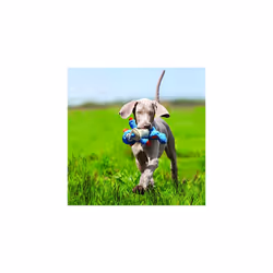 KONG - Cross Knots Monkey - Internal Knotted Ropes and Minimal Stuffing for Less Mess - For Small and Medium Dogs