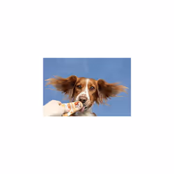 Arden Grange Tasty Liver Treats for Cats and Dogs, 12 x 75 g