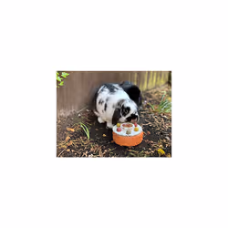 Rosewood Naturals Small Animal Treats Celebration Cake
