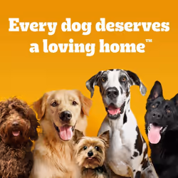 Pedigree Tasty Minis 8 x 140 g Bags, Dog Training Treats, Cheesy Nibbles with Cheese and Beef Flavouring