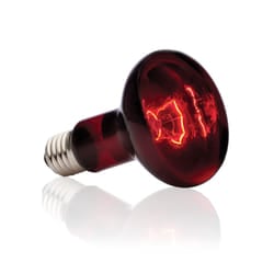 Exo Terra PT2144 reptile heat lamp 100 W 1 pc(s)