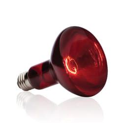 Exo Terra PT2146 reptile heat lamp 150 W 1 pc(s)