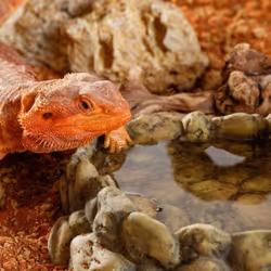 Exo Terra Reptile Corner Water Dish Medium