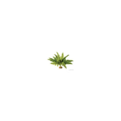 Exo Terra Boston Fern Rainforest Plant (medium)