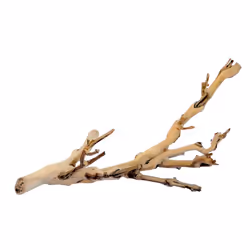 Exo Terra Forest Branch Medium