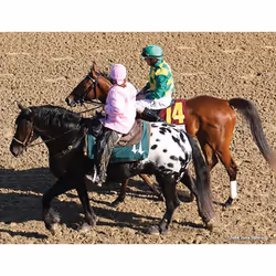 Breyer Harley
