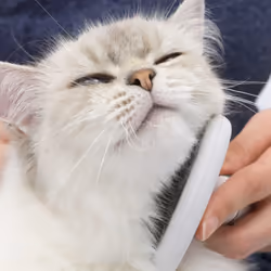 Catit Longhair grooming kit