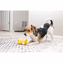 KONG Dr. Noyz Duck Plush Squeaker Dog Toy