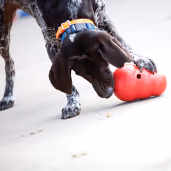 KONG 99754 dog/cat toy