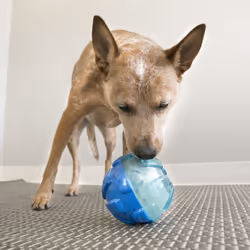KONG Rewards Treat Dispenser Ball Small Dog Toy