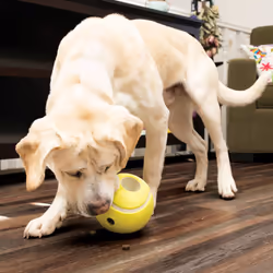 KONG 903436 dog/cat toy