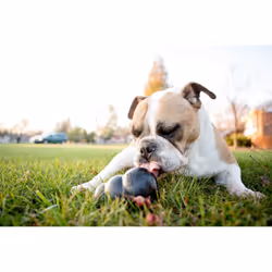 KONG Extreme Dog Toy - Large, Black - Additional view 4