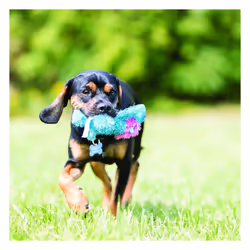 KONG Cozie Elmer the Elephant Dog Toy Small
