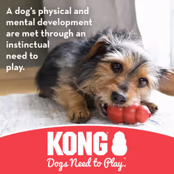 KONG Puppy Binkie - Pacifier Dog Toy for Puppies - Stuffable Chew Toy for Puppy Playtime - Durable Natural Rubber Dog Treat Toy for Teething Puppy - f