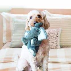 KONG Comfort Kiddos Elephant Squeaker Dog Toy