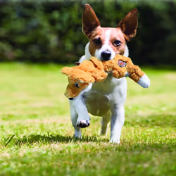 KONG 35585454382 dog/cat toy