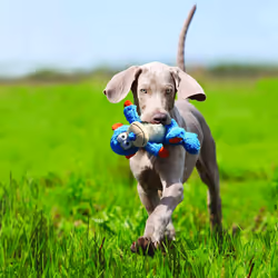 - Cross Knots Monkey - Internal Knotted Ropes and Minimal Stuffing for Less Mess - For Small and Medium Dogs