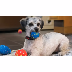 KONG Occasions Birthday Ball Dog Toy