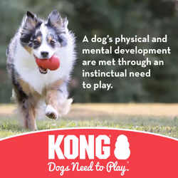 KONG - Goodie Bone and Flyer - Durable Rubber Chew Bone and Flying Disc - for Medium/Large Dogs