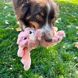 KONG Scrumplez Bunny