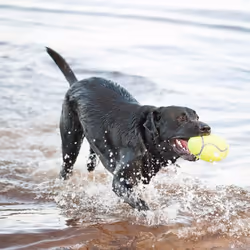 KONG - AirDog Squeaker Football - Squeaky Bounce and Fetch Toy  Tennis Ball Material - For Medium Dogs