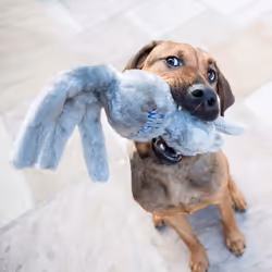 KONG - Wubba Friends - Squeaky Fetch Dog Toy - For Small Dogs (Assorted Characters)