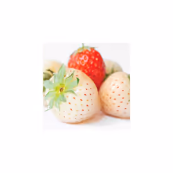 Olay Fresh Outlast  3.17 oz  4-Pack