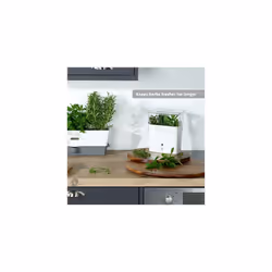 COLE & MASON Fresh Herb Keeper  Container  Clear