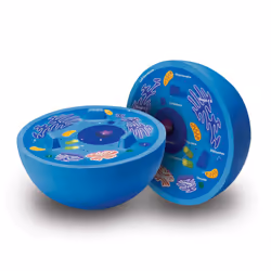 Learning Resources Cross-Section Animal Cell Model Soft Foam Early B