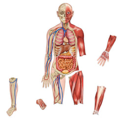 Learning Resources Double-Sided Magnetic Human Body  3 Foot Tall  17 P