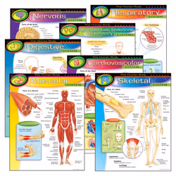 TREND Enterprises INC. T-38913 The Human Body Learning Charts Combo Pack Set of 7 Multi 22"" x 17""