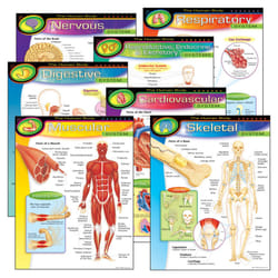 TREND Enterprises  INC. T-38913 The Human Body Learning Charts Combo Pack  Set of 7  Multi  22"" x 17""
