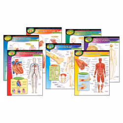 TREND Enterprises  INC. T-38913 The Human Body Learning Charts Combo Pack  Set of 7  Multi  22"" x 17""