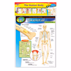 TREND Enterprises  INC. T-38913 The Human Body Learning Charts Combo Pack  Set of 7  Multi  22"" x 17""