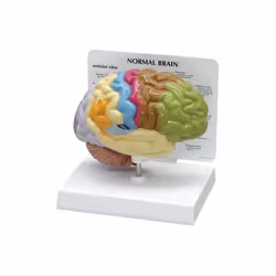 Learning Resources EI-8435 Bolt Optix Brain Anatomy Model