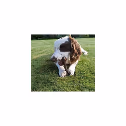 Rosewood small tough and durable chew and teething bone shaped dog toy for all medium and large dogs made of tough nylon...