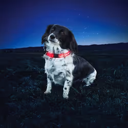 Nite Ize NND2S-10-R3 dog/cat collar Red Nylon Small