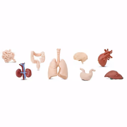 Safari Ltd Human Organs TOOB, 3 yr(s), Human Organs, Multicolour