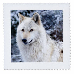 3dRose Rocky Mountain Gray Wolf - Quilt Square  10 by 10-Inch (qs_173719_1)