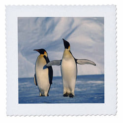3dRose Antarctica  Emperor Penguins Standing in Winter - Quilt Square  6 by 6-Inch (qs_206332_2)