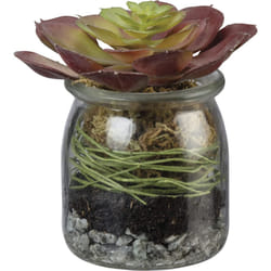 Primitives By Kathy Jar Red Rosette Succulent