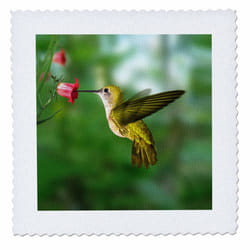 3dRose qs_4143_1 Hummingbird Quilt Square  10 by 10-Inch