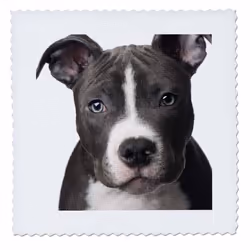 3dRose qs_4240_1 American Pit Bull Terrier Puppy Quilt Square  10 by 10-Inch