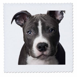3dRose qs_4240_1 American Pit Bull Terrier Puppy Quilt Square  10 by 10-Inch
